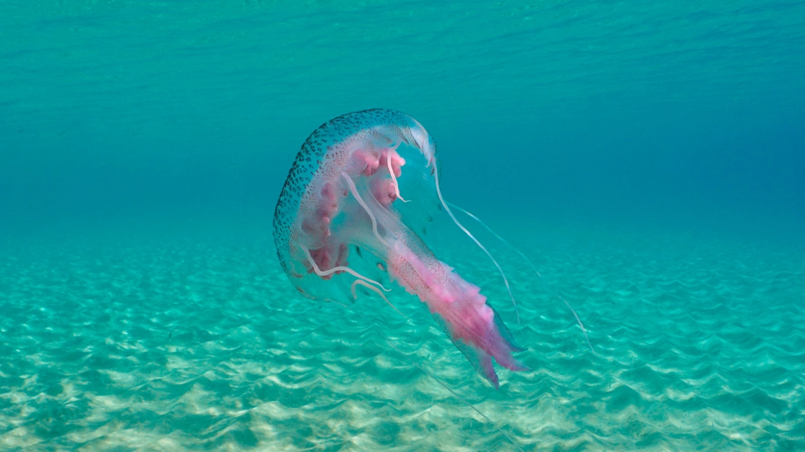 Εύβοια: Ανησυχία από την έξαρση των μωβ μεδουσών – Πέντε παιδιά μεταφέρθηκαν στο νοσοκομείο