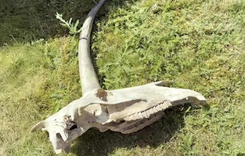 Βασιλιάς Αρθούρος: Μυστηριώδες κρανίο που μοιάζει με «μονόκερο» βρέθηκε κοντά στο κάστρο που γεννήθηκε