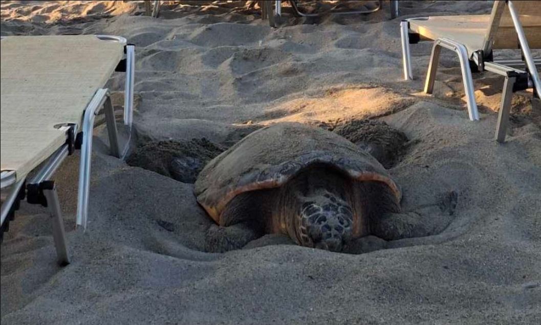 Χανιά: Χελώνα καρέτα καρέτα γέννησε τα αυγά της στην παραλία του Πλατανιά (φωτο)