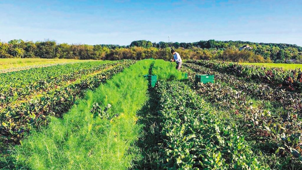 Μπαράζ ελέγχων για τις πιστοποιήσεις στη βιολογική παραγωγή – Χιλιάδες αιτήσεις αποσύρθηκαν