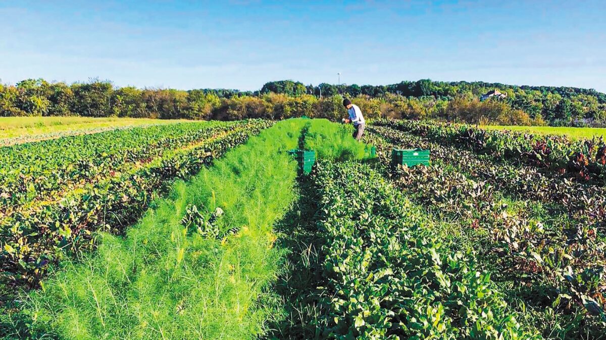 Μπαράζ ελέγχων για τις πιστοποιήσεις στη βιολογική παραγωγή – Χιλιάδες αιτήσεις αποσύρθηκαν