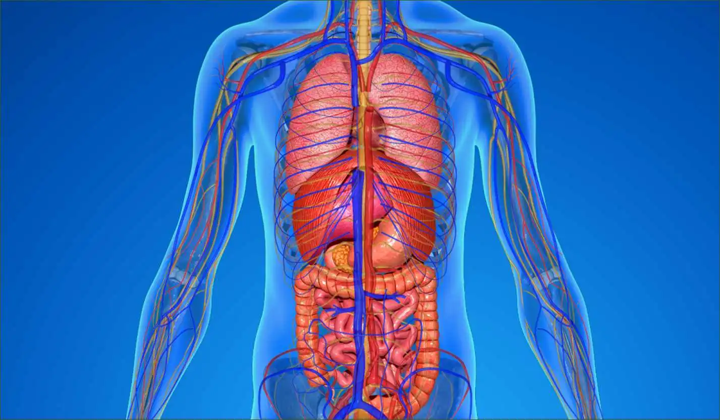 Ερευνητές ανακάλυψαν «άγνωστο μέχρι τώρα» μέρος του ανθρώπινου σώματος