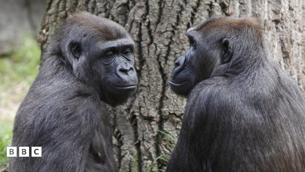 «Σκηνή ζηλοτυπίας» ανάμεσα σε γορίλες – Δείτε το βίντεο που έγινε viral