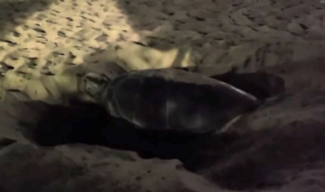 Για πρώτη φορά στα χρονικά, πράσινη χελώνα γέννησε στο βόρειο Αιγαίο – Δείτε βίντεο