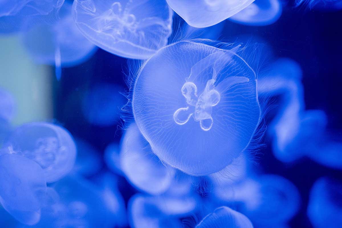 Τσίμπημα από τσούχτρα ή μέδουσα: Δείτε τι πρέπει να κάνετε για να το αντιμετωπίσετε