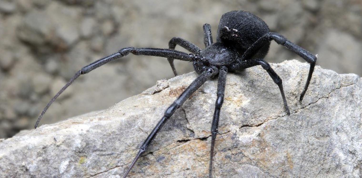 Τρίκαλα: Στο νοσοκομείο άνδρας που τον τσίμπησε αράχνη «μαύρη χήρα»