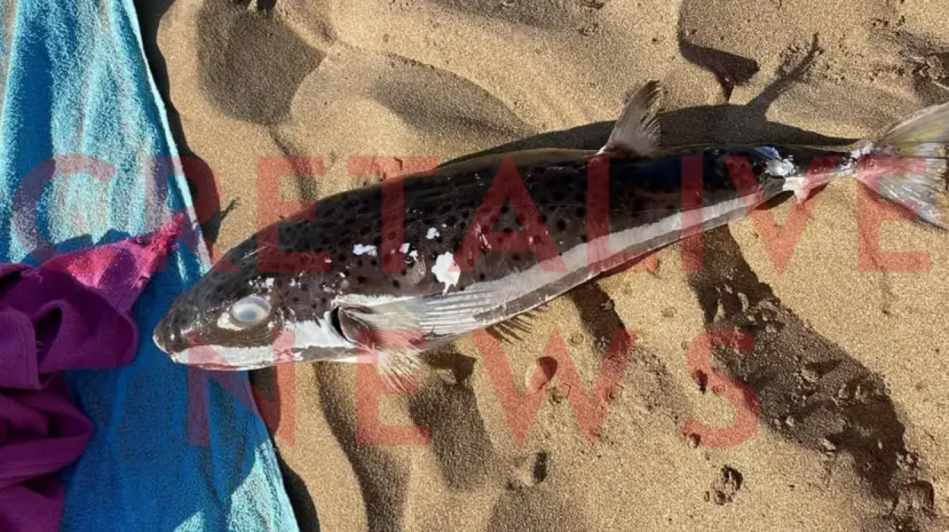 Παιδιά εντόπισαν λαγόψαρο σε παραλία της Κρήτης (φωτο)