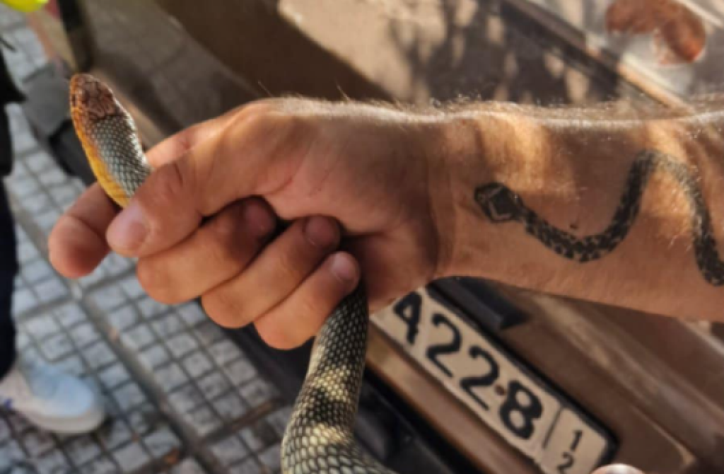 Περαστικοί εντόπισαν φίδι στο κέντρο της Καλαμαριάς (βίντεο – φωτο)