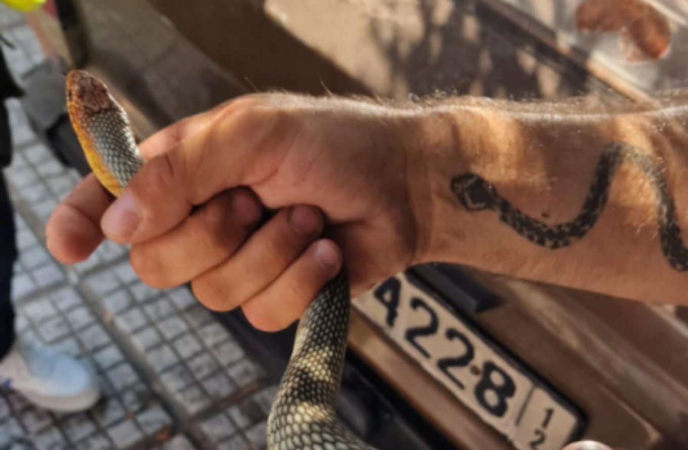 Περαστικοί εντόπισαν φίδι στο κέντρο της Καλαμαριάς (βίντεο – φωτο)