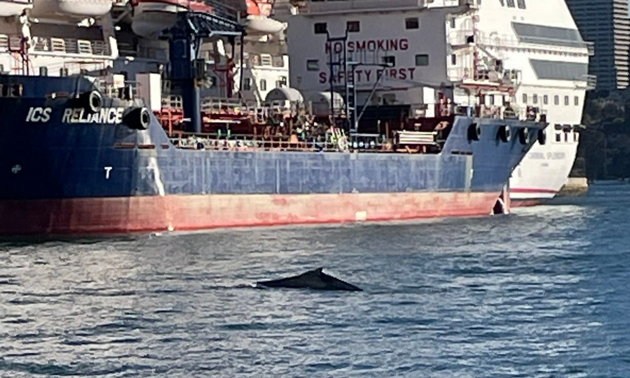 Φάλαινα προκάλεσε αναστάτωση σε λιμάνι του Σίδνεϊ – Δείτε βίντεο
