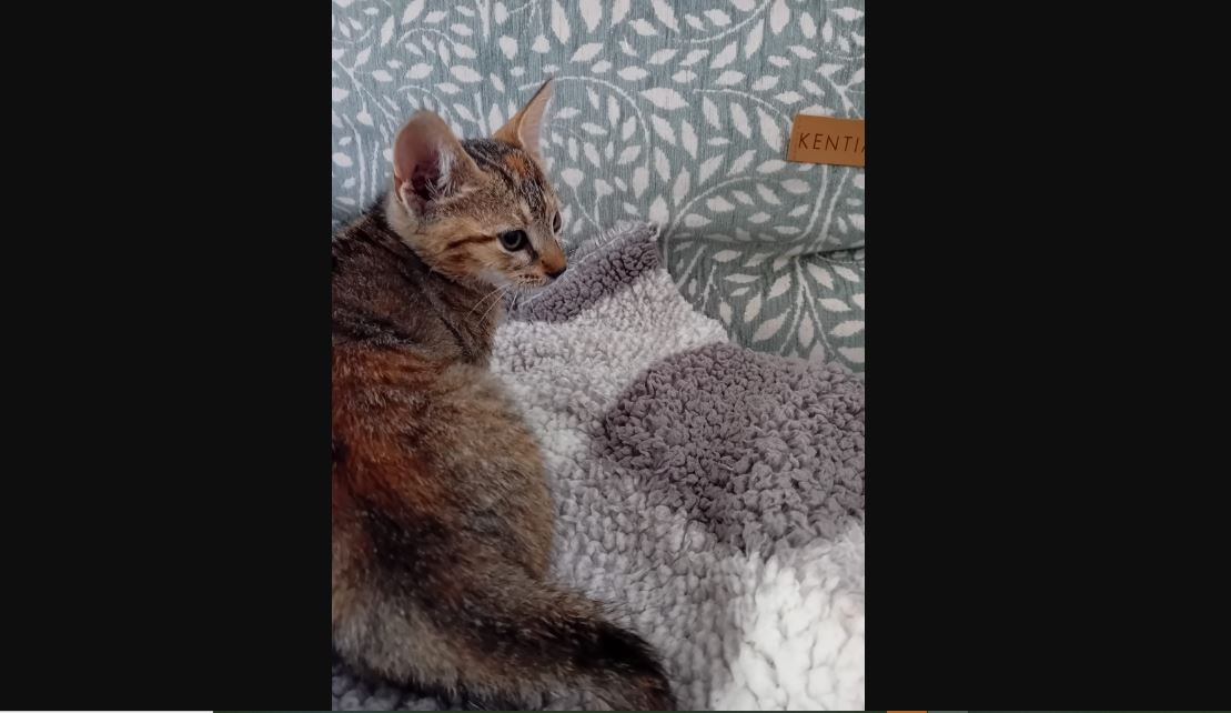 Γάλλος τουρίστας έσωσε γατάκι από βέβαιο πνιγμό στην Πάρο (βίντεο)