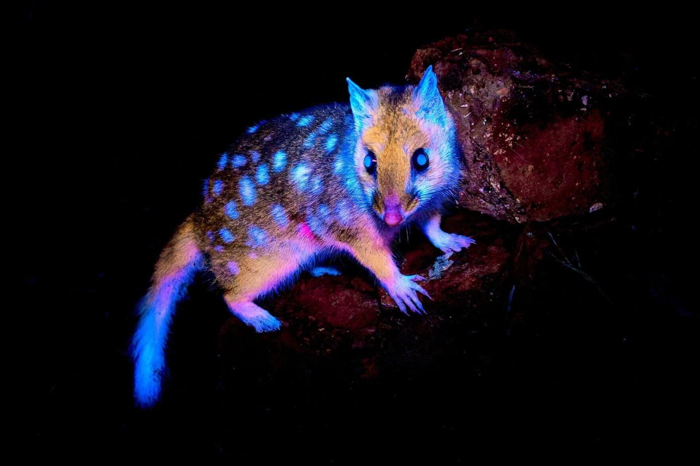 Εντυπωσιακό: Φωτογράφος κατάφερε και απαθανάτισε έναν «eastern quoll» να λάμπει μέσα στη φύση (φώτο)