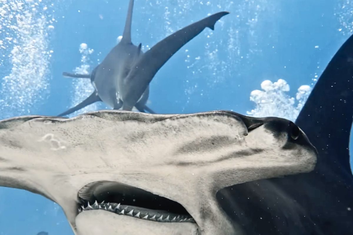 Βίντεο: Ο μεγαλύτερος σφυροκέφαλος καρχαρίας που έχει καταγραφεί στις Μπαχάμες