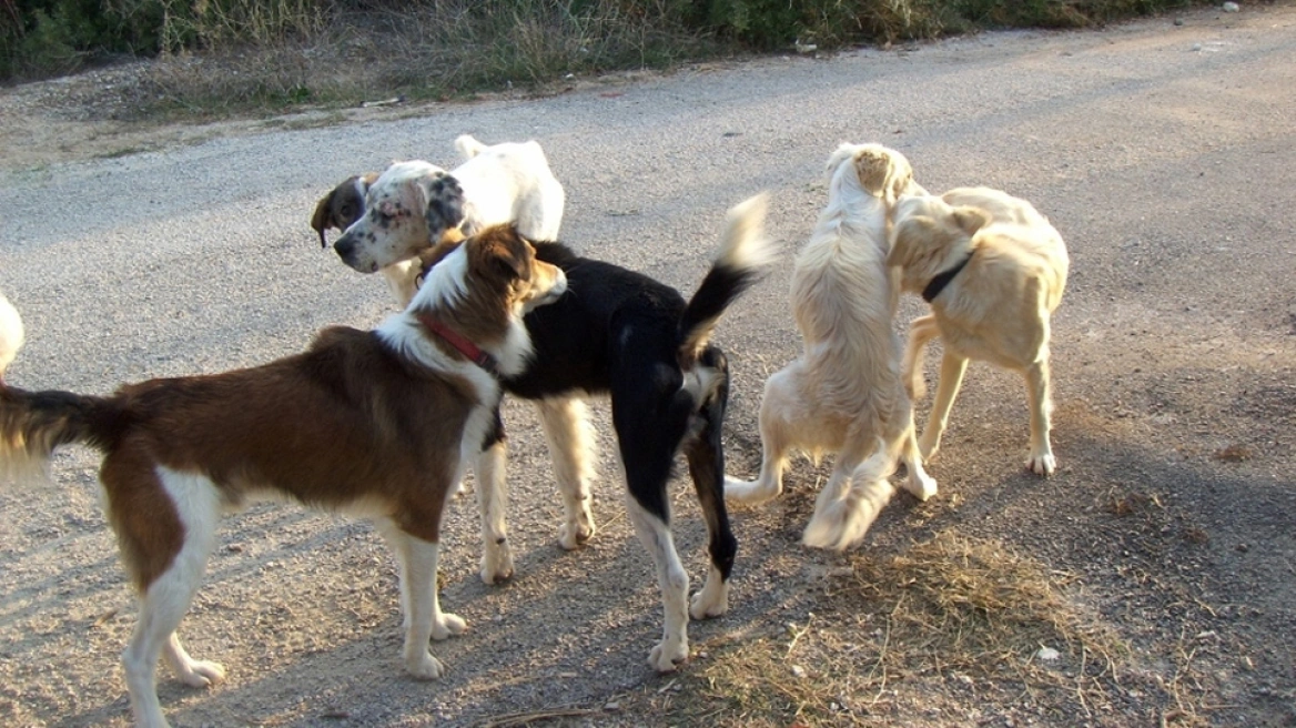 Συνελήφθη 62χρονη στο Ηράκλειο – Είχε 66 σκυλιά στο σπίτι της