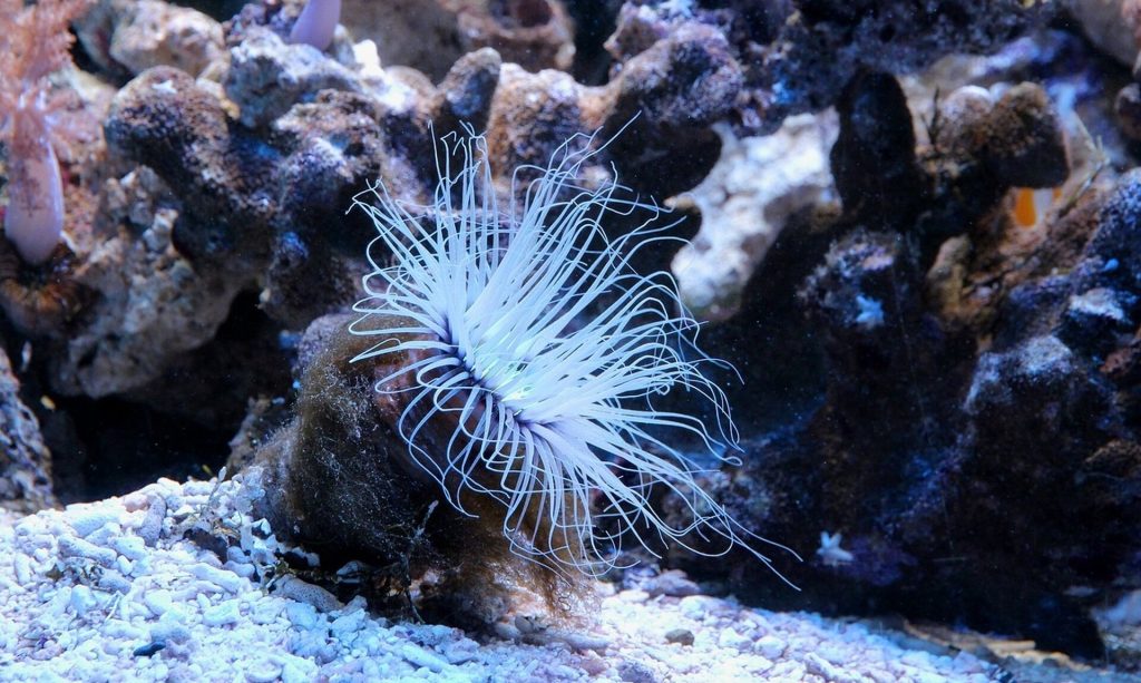 Θαλάσσια ανεμώνη τσίμπησε 6χρονη στην Κέα – Γύρισε εσπευσμένα στην Αθήνα για νοσηλεία