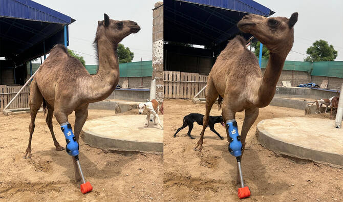 Βίντεο: Καμήλα στο Πακιστάν περπατά ξανά χάρη σε τεχνητό μέλος