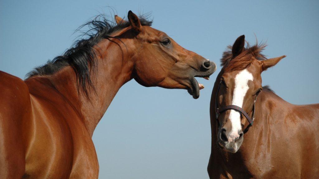 Μυτιλήνη: Άλογο επιτέθηκε σε 20χρονο και τον χτύπησε στο κεφάλι σε πανηγύρι στο χωριό Πελόπη