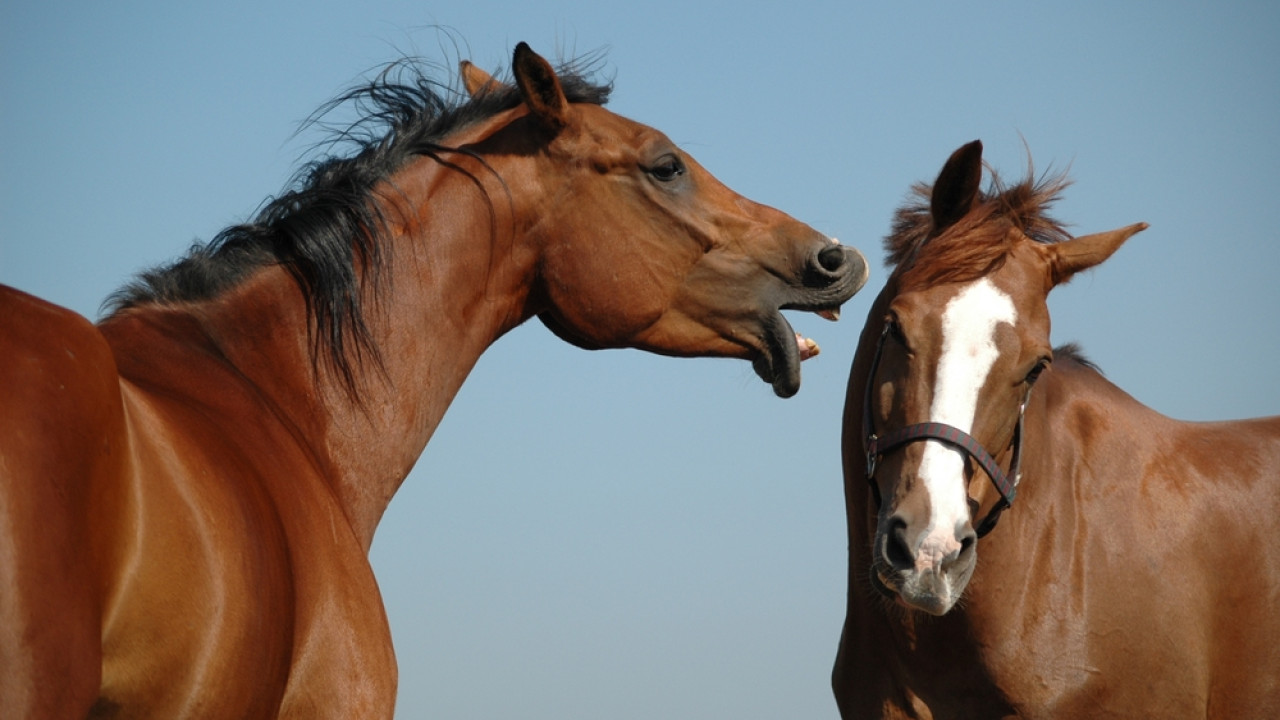 Μυτιλήνη: Άλογο επιτέθηκε σε 20χρονο και τον χτύπησε στο κεφάλι σε πανηγύρι στο χωριό Πελόπη