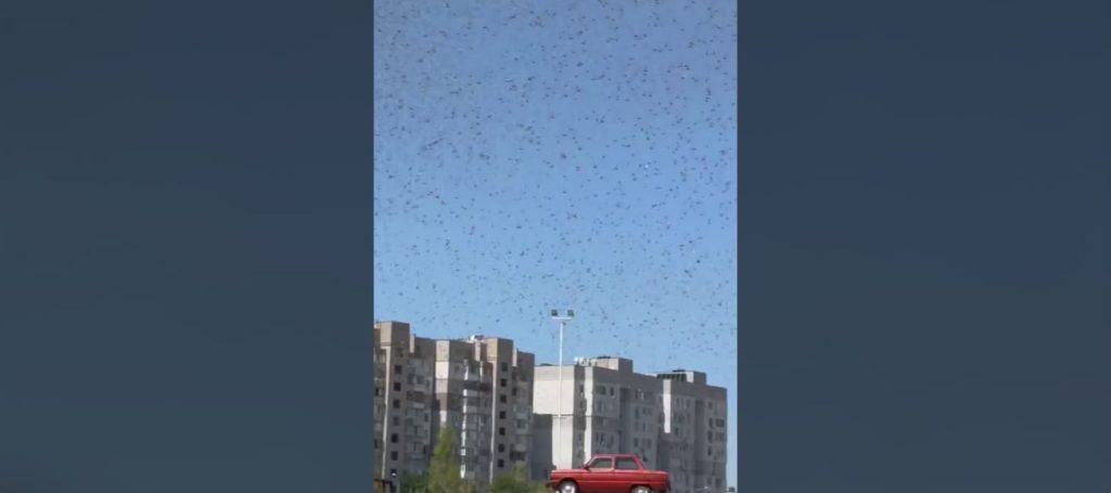 Μαζική «επιδρομή» από χιλιάδες ακρίδες στην Ζαπορίζια! – Δείτε βίντεο