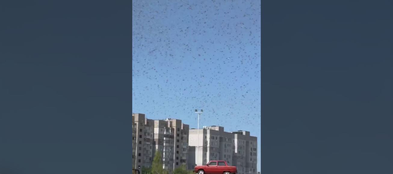 Μαζική «επιδρομή» από χιλιάδες ακρίδες στην Ζαπορίζια! – Δείτε βίντεο