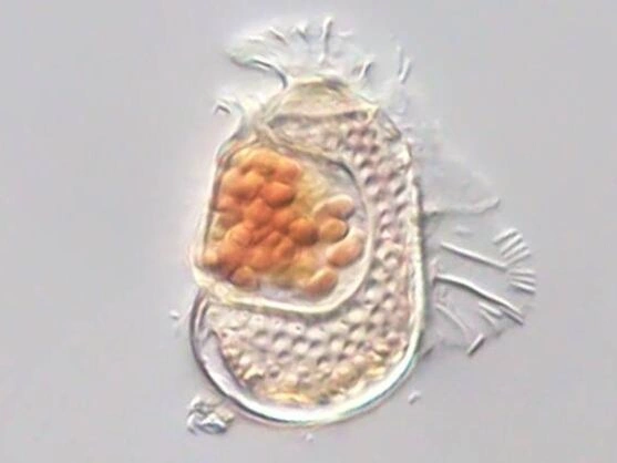 Ανακαλύφθηκε άγνωστος οργανισμός που δεν είναι ούτε ζωντανός αλλά ούτε και νεκρός! – Τι λένε επιστήμονες