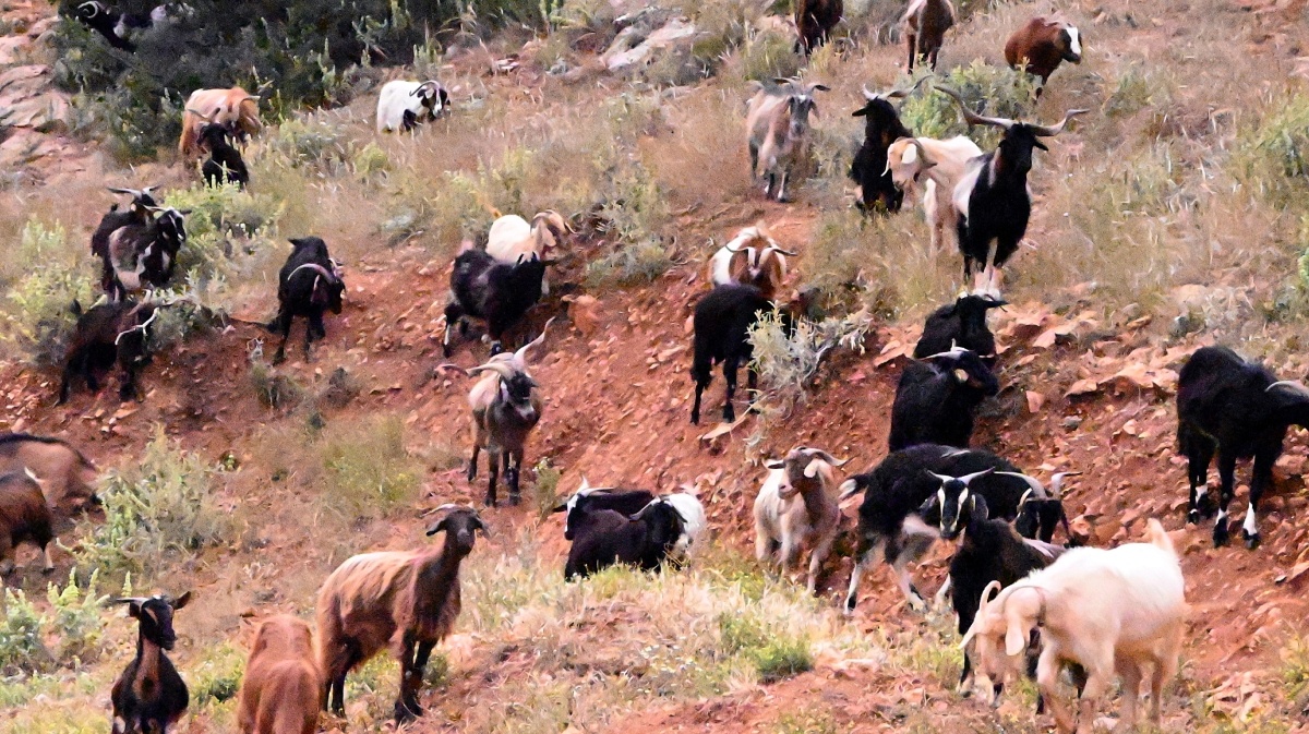 Σκάνδαλο ΟΠΕΚΕΠΕ: Συνελήφθη κτηνοτρόφος για παράνομες επιδοτήσεις στην Φλώρινα