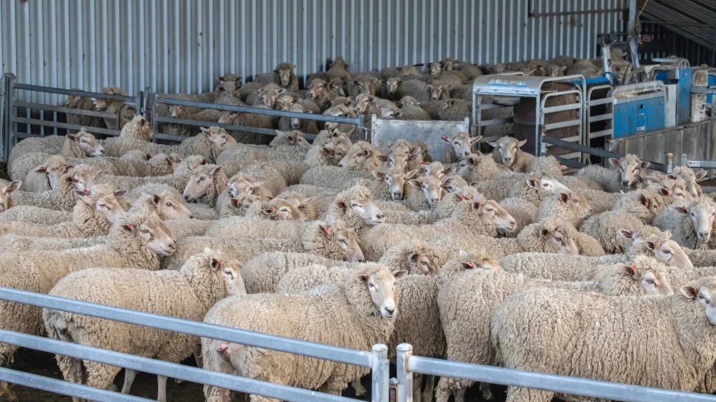 Φλώρινα: Συνελήφθη κτηνοτρόφος για ψευδή καταγγελία – Ισχυρίστηκε ότι έχασε 95 πρόβατα