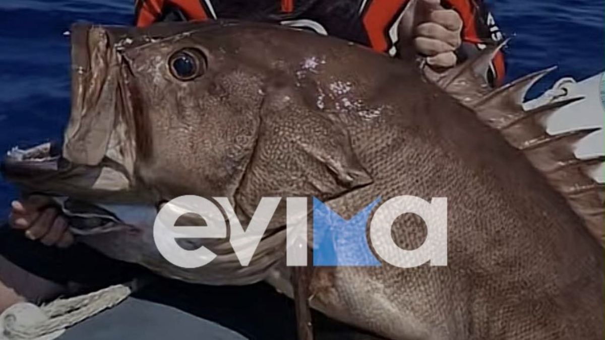 Εύβοια: Ερασιτέχνες ψαράδες έπιασαν γιγάντιο βλάχο 42 κιλών! – Δείτε εικόνες