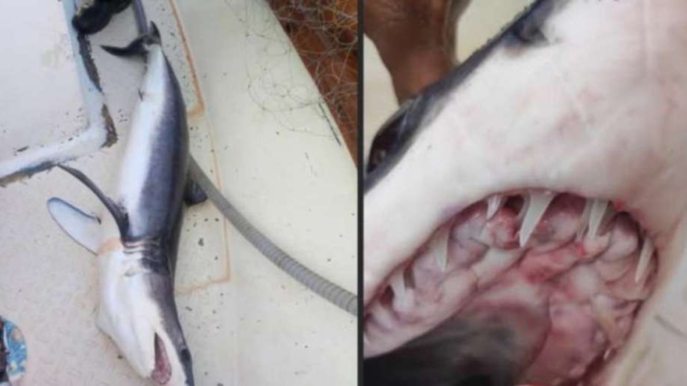 Εύβοια: Ψαράς έμεινε έκπληκτος καθώς έπιασε καρχαρία – Δείτε φωτογραφία