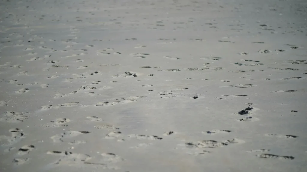 Ερευνητές ανακάλυψαν πατημασιές 115.000 ετών στην έρημο Νεφούντ στην Αραβική Χερσόνησο