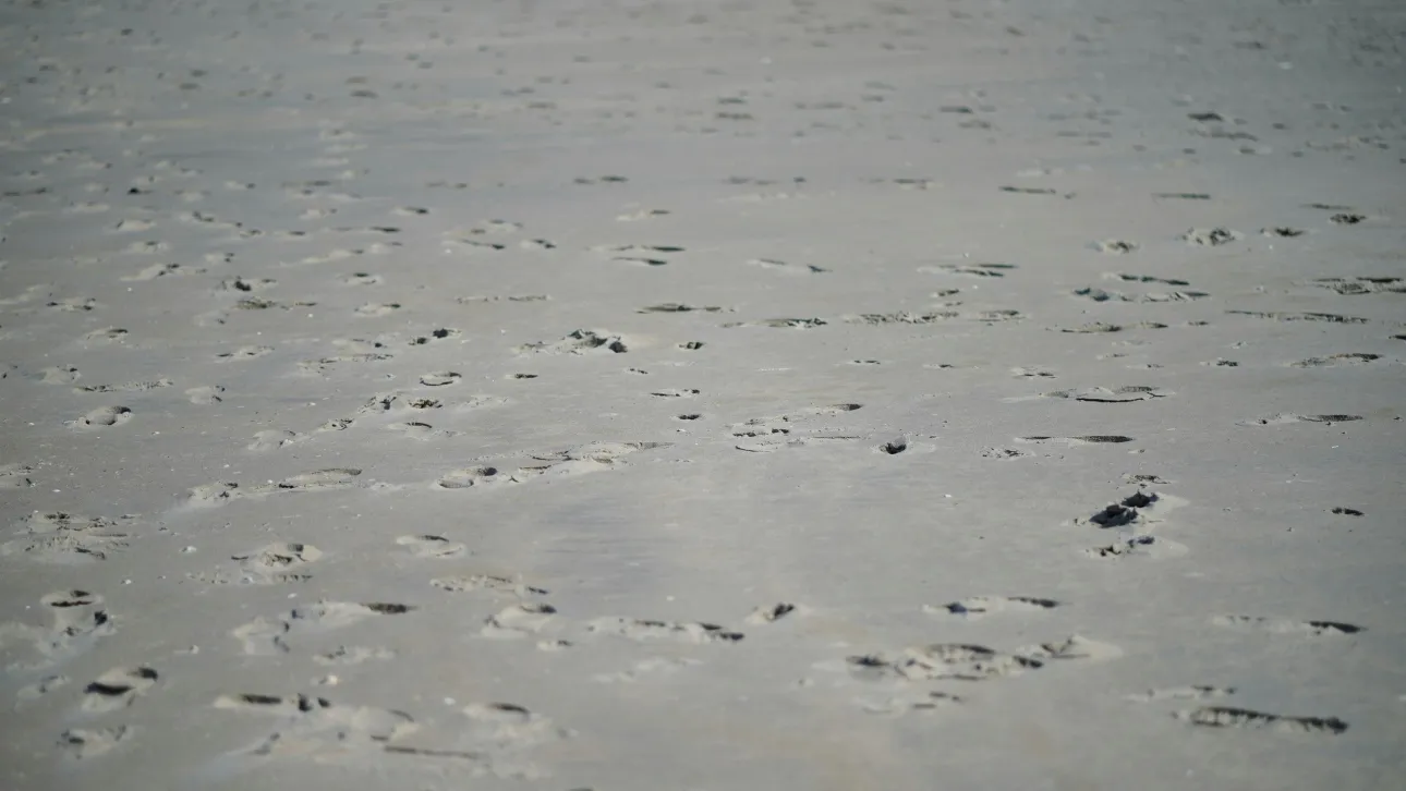 Ερευνητές ανακάλυψαν πατημασιές 115.000 ετών στην έρημο Νεφούντ στην Αραβική Χερσόνησο