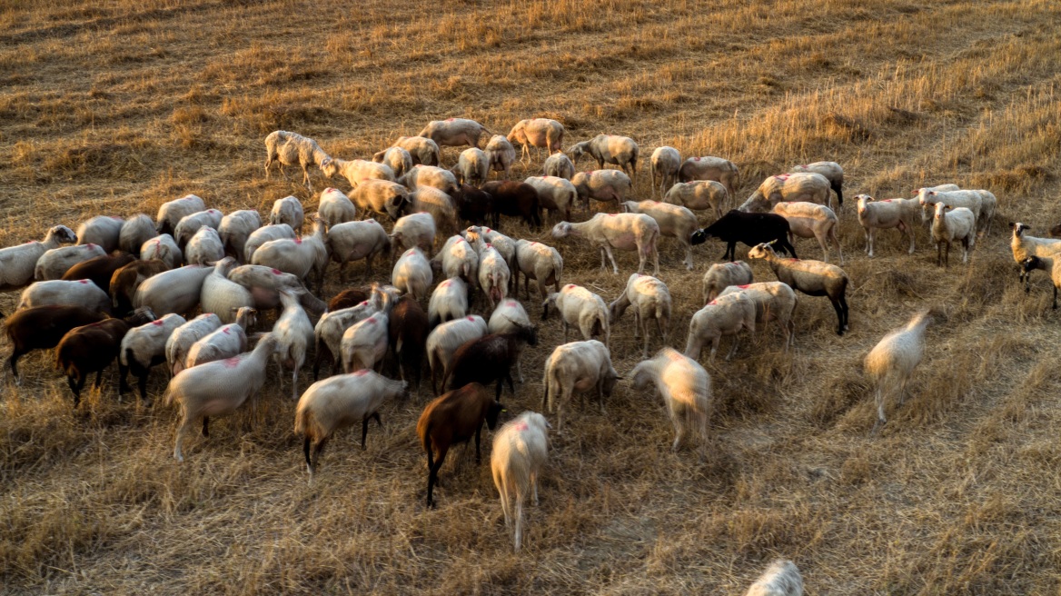 Αυτά είναι τα επτά έκτακτα μέτρα που θα ληφθούν για την «αναχαίτιση» της ευλογιάς των αιγοπροβάτων