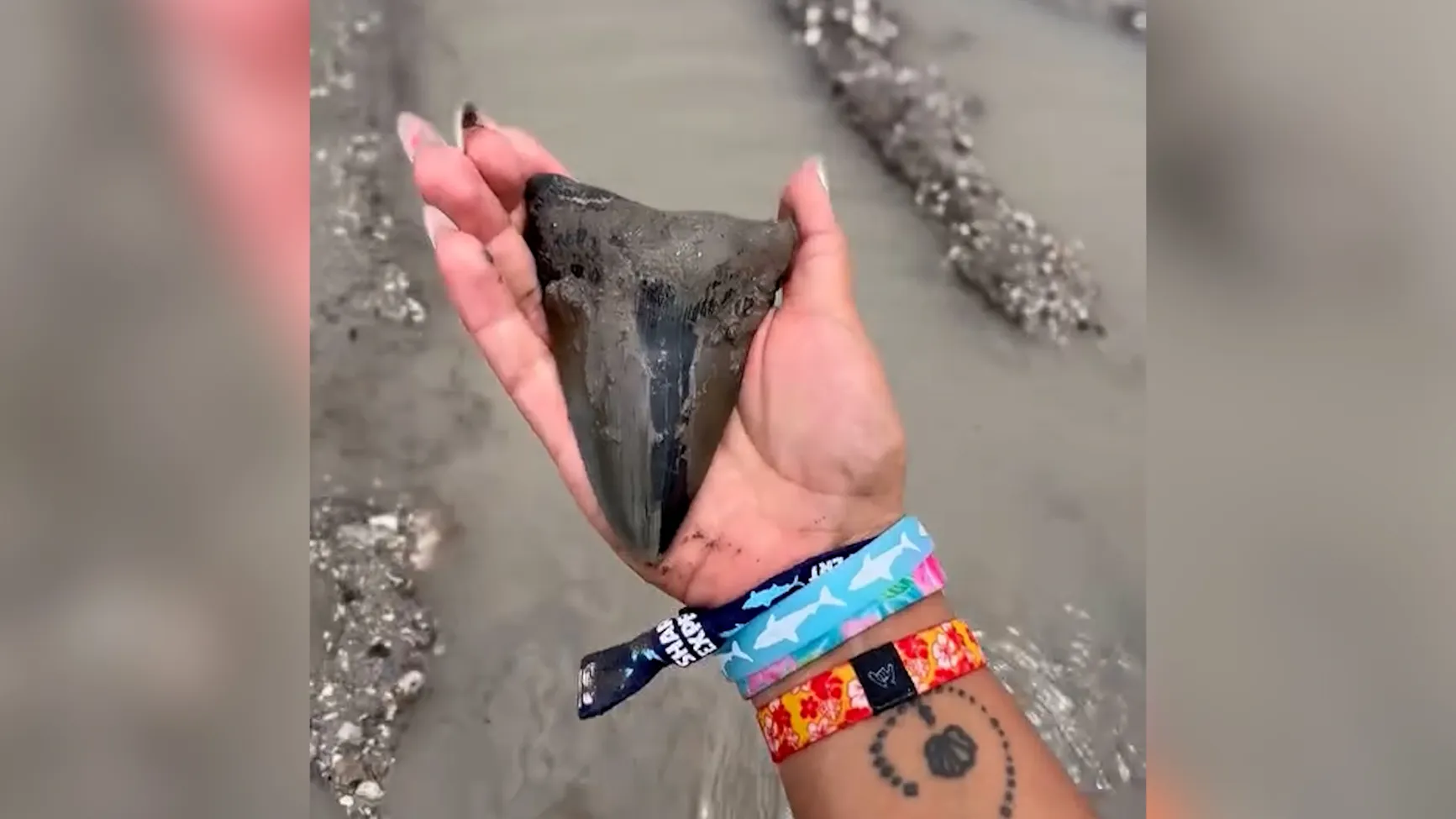 Νεαρή ανακάλυψε τεράστιο δόντι προϊστορικού θαλάσσιου θηρευτή σε παραλία της Φλόριντα (βίντεο)