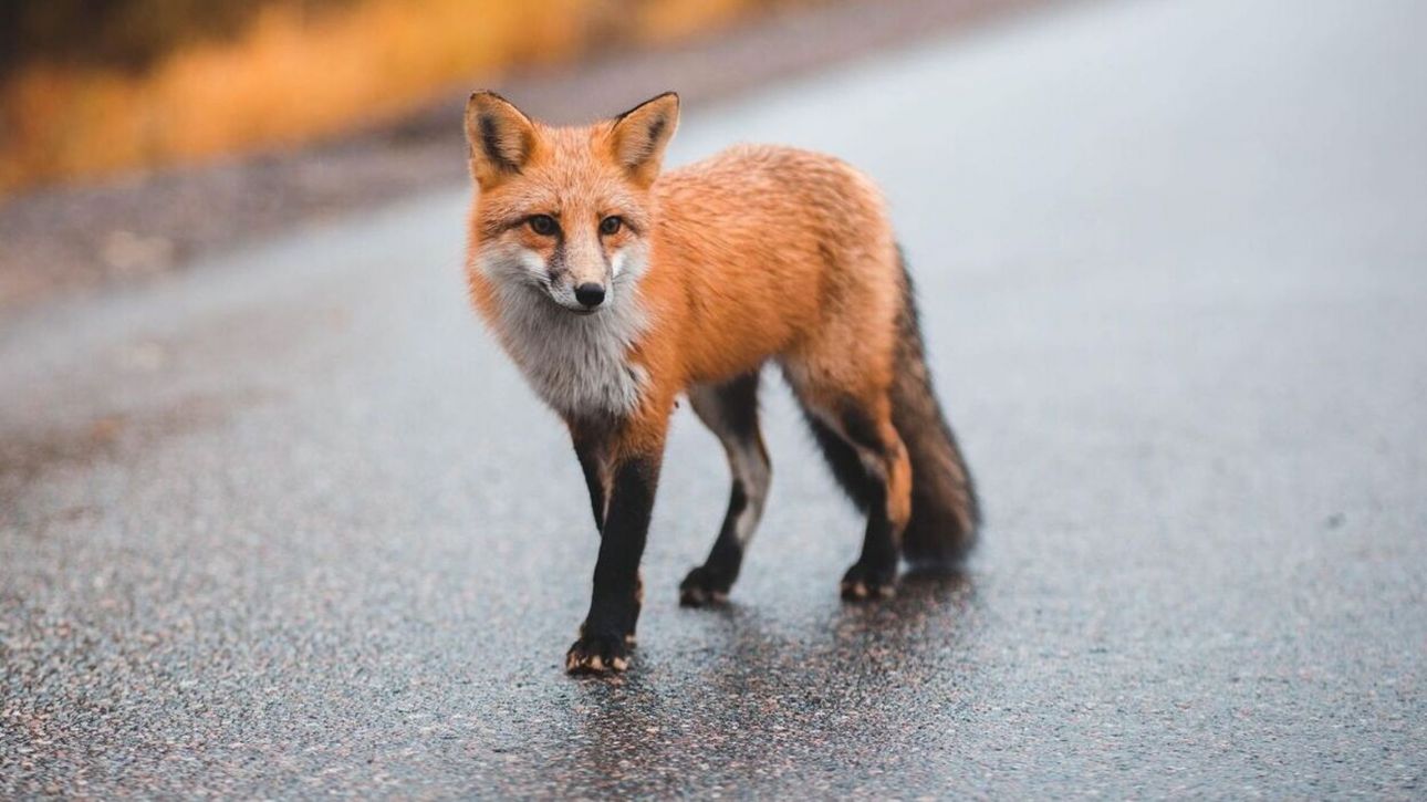 Πειραιάς: Αλεπούδες «έκοβαν βόλτες» στα Λιπάσματα της Δραπετσώνας (φώτο)