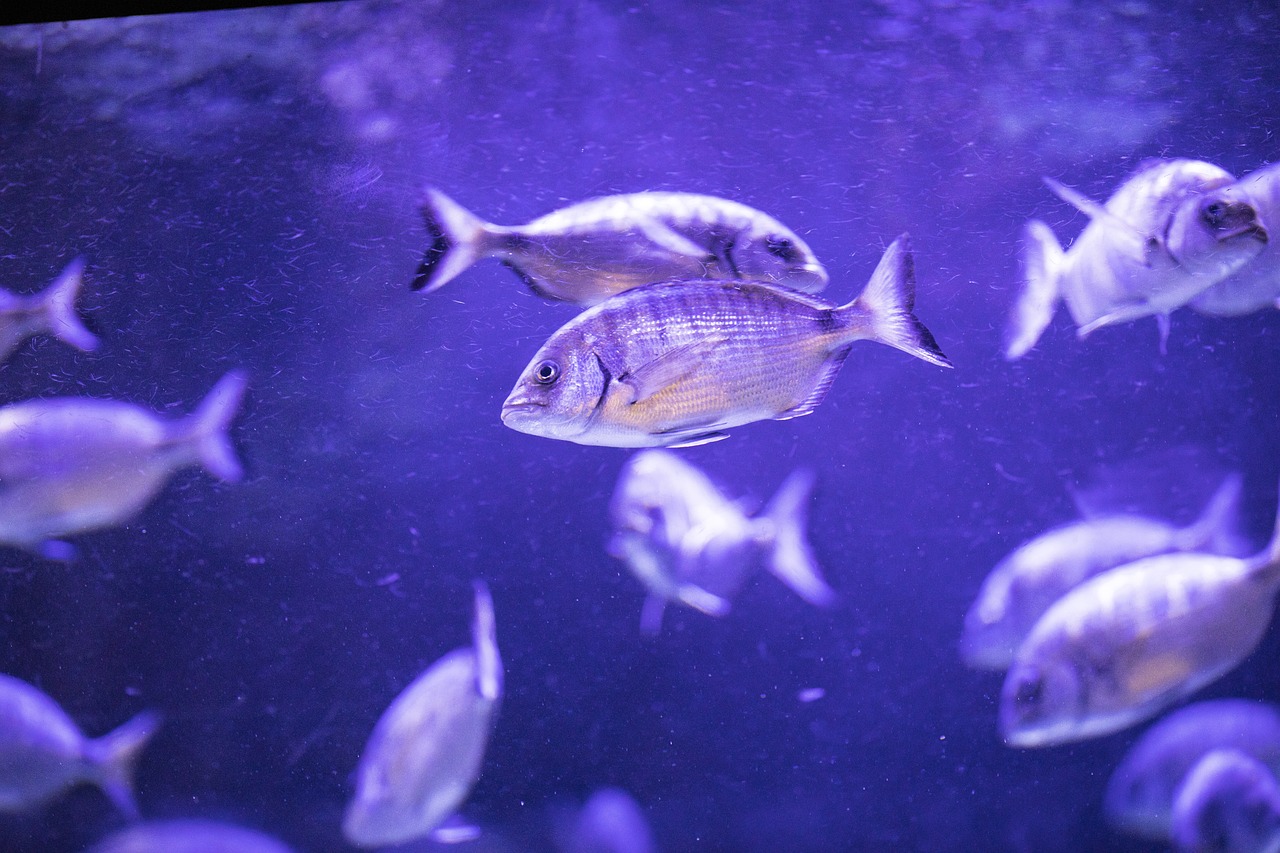 Λατρεύεις το ψαροντούφεκο και δεν ξέρεις από που να ξεκινήσεις; – 7 tips για αρχάριους
