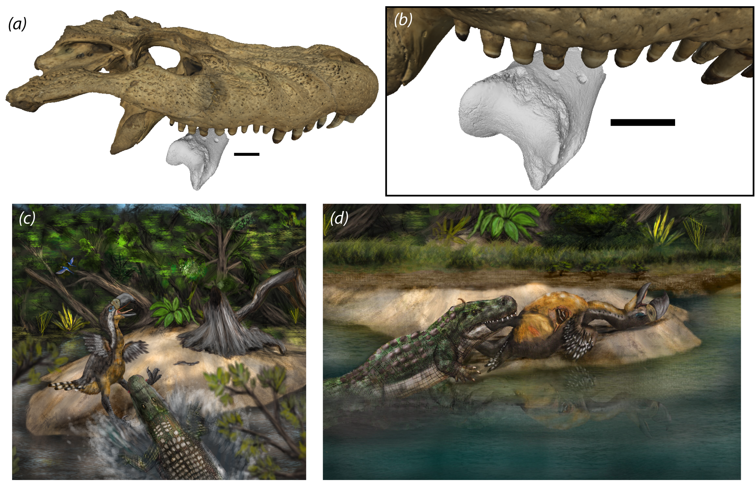 Νέα ευρήματα από παλαιοντολόγους αποκαλύπτουν μάχη ανάμεσα σε αρχαίο αλιγάτορα και «πτηνό του τρόμου»