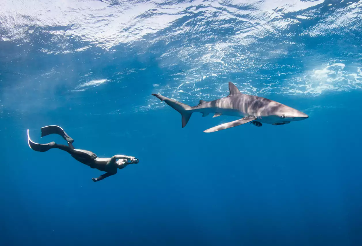 Βίντεο: Η τρομακτική στιγμή όπου καρχαρίας «αρπάζει» το χέρι δύτη