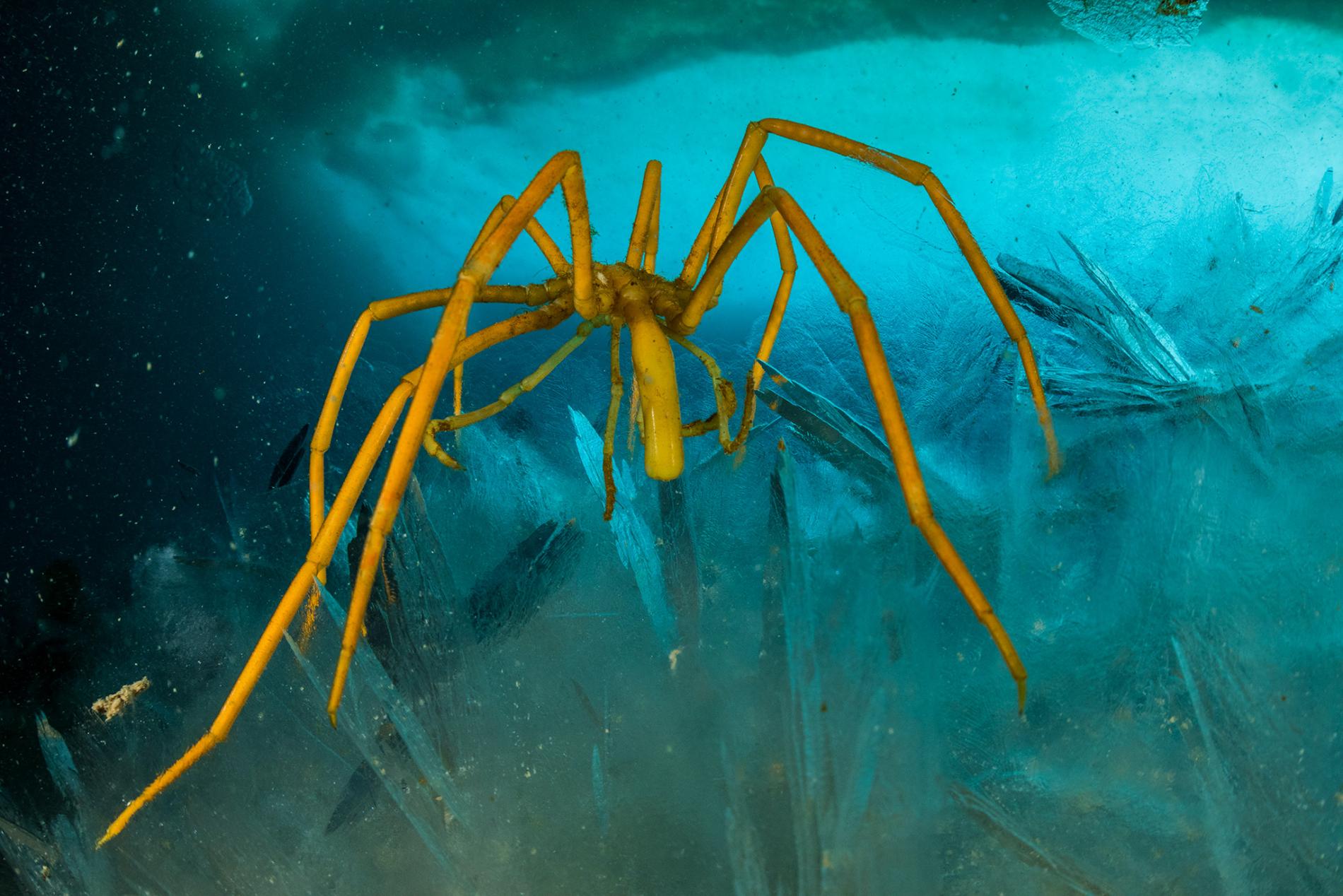 Μελέτη αποκαλύπτει: Οι «θαλάσσιες αράχνες» είναι ικανές να αναγεννήσουν μέρος του σώματός τους (βίντεο)
