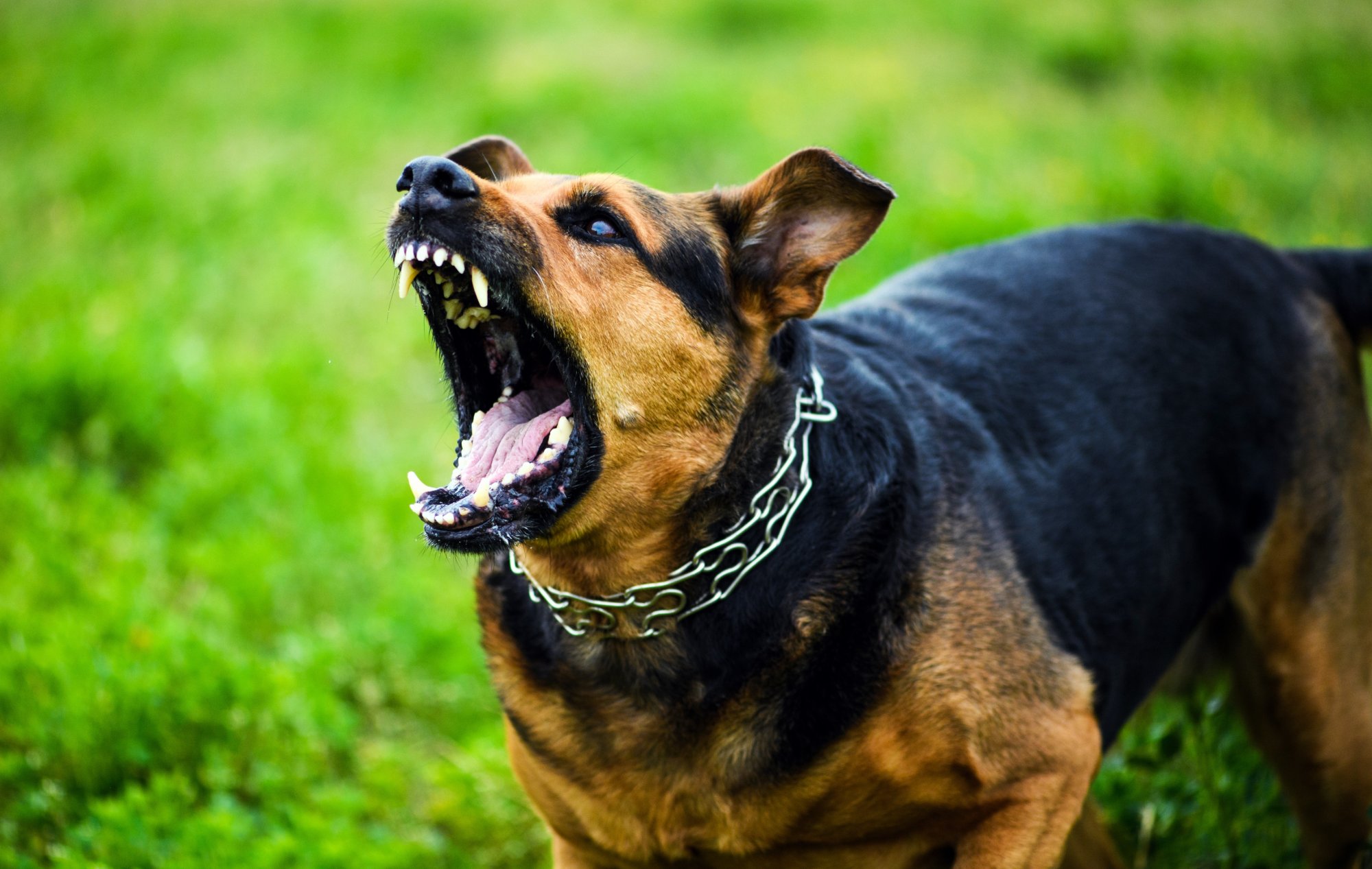 Κοζάνη: Σκύλος διέφυγε της προσοχής του ιδιοκτήτη του και επιτέθηκε σε 36χρονη