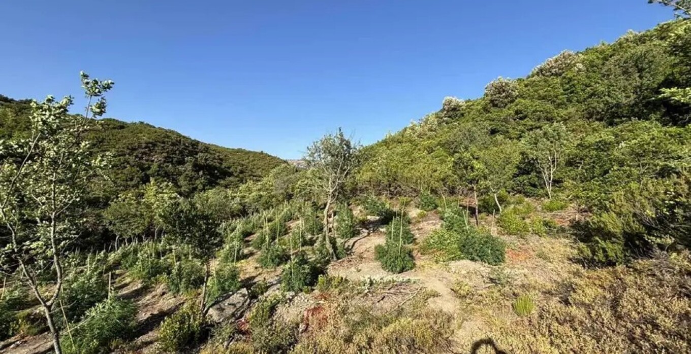 Εξαρθρώθηκε οκταμελής συμμορία που καλλιεργούσε χασισοφυτείες στην Εύβοια: Πάνω από 2 εκατ. τα κέρδη τους (βίντεο)