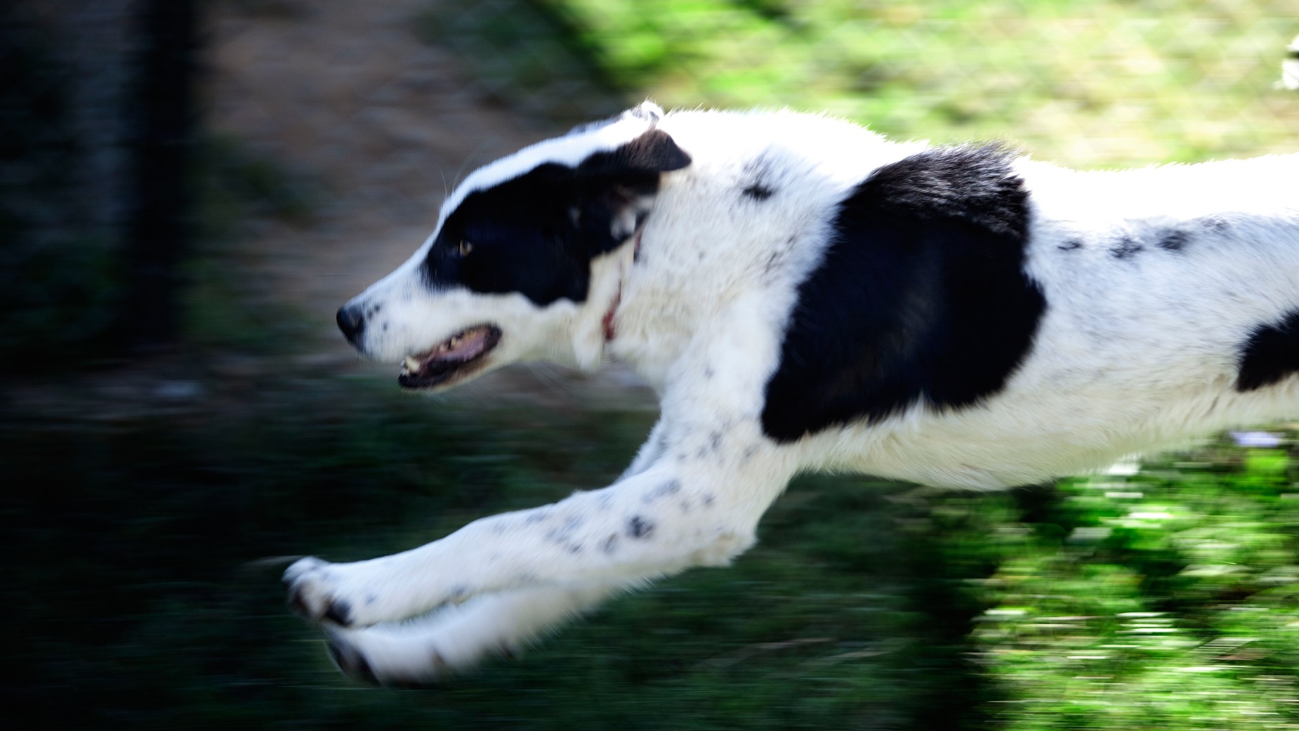 Ιεράπετρα: Τρόμος για 32χρονη που δέχτηκε άγρια επίθεση από τσομπανόσκυλο – «Αιμορραγούσα, το δέρμα μου κρεμόταν»