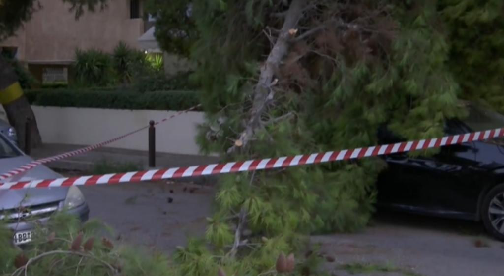 Δέντρο έπεσε στο Παλαιό Φάληρο – Κάτοικοι είχαν ζητήσει επανειλημμένα να κοπεί χωρίς όμως αποτέλεσμα