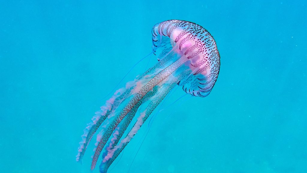 Γέμισαν μέδουσες οι ελληνικές θάλασσες: Τι να κάνετε αν σας τσιμπήσουν