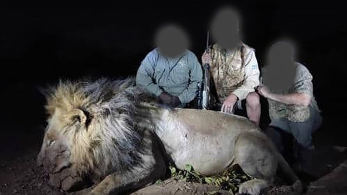 Μπλόντι: Λαθροκυνηγοί σκότωσαν το θρυλικό λιοντάρι της Ζιμπάμπουε και φωτογραφήθηκαν με το πτώμα του