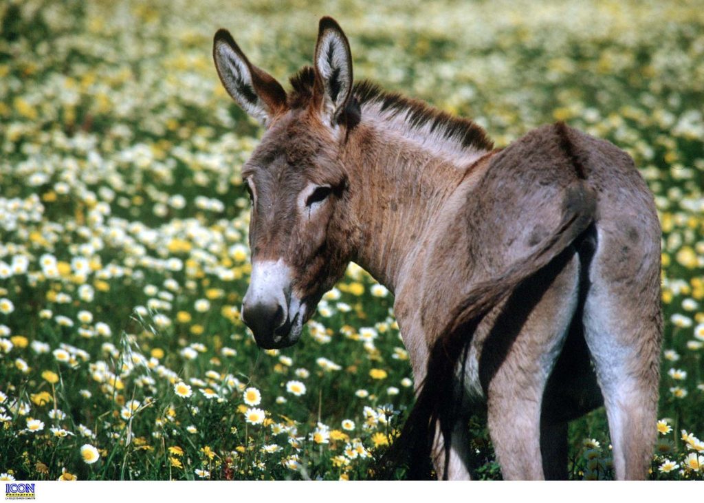 Ρωσία: Οργή για ταξιδιωτικό πράκτορα που έβαλε γαϊδουράκι σε zipline για να προσελκύσει τουρίστες (βίντεο)