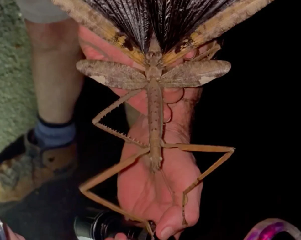 Αυστραλία: Ανακαλύφθηκε για πρώτη φορά Αλογάκι της Παναγίας μήκους… 40 εκατοστών (βίντεο)