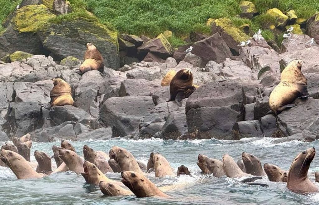 Βίντεο: Η στιγμή που θαλάσσια λιοντάρια βουτούν στην θάλασσα την ώρα του σεισμού στη Ρωσία