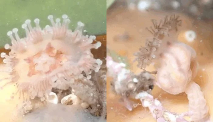 Σκωτία: Τουρίστας εντόπισε σπάνια μέδουσα που θεωρούνταν εξαφανισμένη από το 1976 (φωτο)