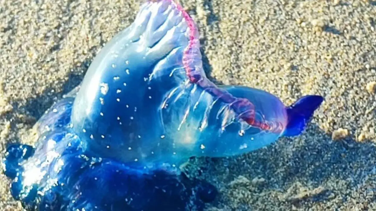 Γαλλία: Κλείνουν παραλίες λόγω εμφάνισης του «Πορτογάλου πολεμιστή» – Το θαλάσσιο πλάσμα που μοιάζει με μέδουσα