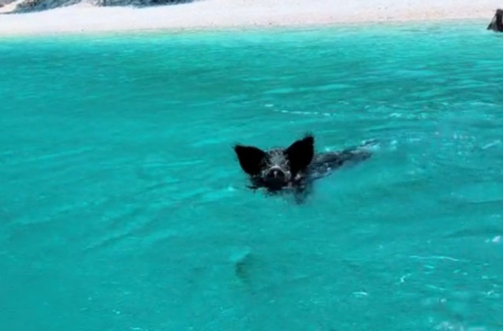 Βίντεο: Αγριογούρουνο… κυνήγησε τουρίστριες που κολυμπούσαν στο νησάκι Άτοκος